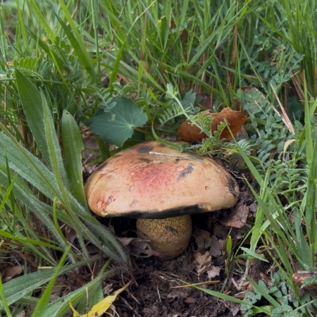 Sierra de Crestillina mushrooms
